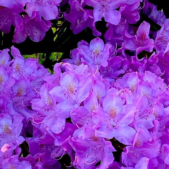 ALL REASONABLE OFFERS CONSIDERED - Picture 1 of 1